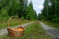 Basket of golden chanterelle mushrooms on empty road in the forest Royalty Free Stock Photo