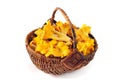 Basket of golden chanterelle mushrooms Royalty Free Stock Photo