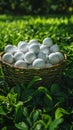 Basket of Golf Balls in Grass Royalty Free Stock Photo