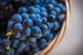 Detail of a basket with grapes. Harvest of blue grape. Food, burgundy. Autumn in the garden.