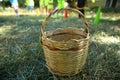 Empty Basket Green Meadow . Wicker Picnic Basket On The Fresh Summer Grass Overhead View. Weekend Resting Concept Royalty Free Stock Photo