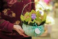 Basket with green orchid flowers. Royalty Free Stock Photo