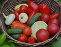 A basket among green summer plants and grass, a collection of ripe vegetables of tomatoes, peppers, cabbage, onions , cucumbers Royalty Free Stock Photo