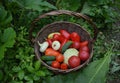 A basket among green summer plants and grass, full of ripe vegetables of tomatoes, peppers, cabbage, onions , cucumbers Royalty Free Stock Photo