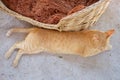 Blurred a cute brown cat laying on cement hardfloor