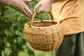 Basket and hand harvest black currant berries Royalty Free Stock Photo