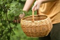 Basket and hand harvest black currant berries Royalty Free Stock Photo