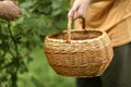 Basket and hand harvest black currant berries Royalty Free Stock Photo