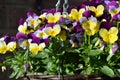 Basket Hanging with lots of Pansies in Full Bloom Royalty Free Stock Photo