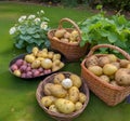 basket of harvested potatoes in the garden