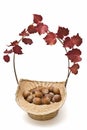 A basket with hazelnuts and ivy.