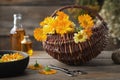 Basket of healthy calendula medicinal herbs. Bottles of calendula essential oil and infusion, fresh marigold flowers