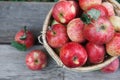 Basket with heap of apple harvest in fall garden Royalty Free Stock Photo