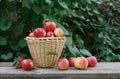 Basket with heap of apple harvest in fall garden Royalty Free Stock Photo