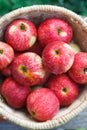 Basket with heap of apple harvest in fall garden Royalty Free Stock Photo