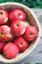 Basket with heap of apple harvest in fall garden Royalty Free Stock Photo