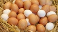 Basket with hen eggs in the farm Royalty Free Stock Photo