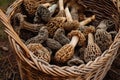 A basket holds a diverse collection of different types of mushrooms, showcasing the variety of shapes, sizes, and colors, Morel Royalty Free Stock Photo