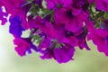 Hot pink and violet petunias