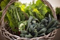 Basket of Kale, Collard greens vegetables