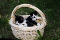 Basket of kittens