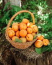 Basket with large ripe apricots on a hemp in the garden. Rural lifestyle. Self-grown natural products Royalty Free Stock Photo