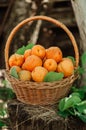 Basket with large ripe apricots on a hemp in the garden. Rural lifestyle. Self-grown natural products Royalty Free Stock Photo