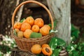 Basket with large ripe apricots on a hemp in the garden. Rural lifestyle. Self-grown natural products Royalty Free Stock Photo