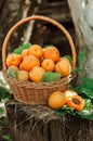 Basket with large ripe apricots on a hemp in the garden. Rural lifestyle. Self-grown natural products Royalty Free Stock Photo