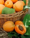 Basket with large ripe apricots on a hemp in the garden. Rural lifestyle. Self-grown natural products Royalty Free Stock Photo