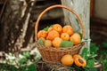 Basket with large ripe apricots on a hemp in the garden. Rural lifestyle. Self-grown natural products Royalty Free Stock Photo