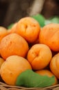 Basket with large ripe apricots on a hemp in the garden. Rural lifestyle. Self-grown natural products Royalty Free Stock Photo