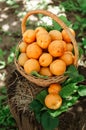 Basket with large ripe apricots on a hemp in the garden. Rural lifestyle. Self-grown natural products Royalty Free Stock Photo