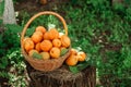 Basket with large ripe apricots on a hemp in the garden. Rural lifestyle. Self-grown natural products Royalty Free Stock Photo