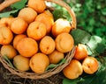 Basket with large ripe apricots on a hemp in the garden. Rural lifestyle. Self-grown natural products Royalty Free Stock Photo