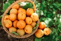 Basket with large ripe apricots on a hemp in the garden. Rural lifestyle. Self-grown natural products Royalty Free Stock Photo