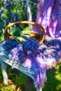 Basket with lavender bouquet on vintage chair, on lavender field background