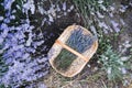 Basket with lavender flowers. Lavender field in summer