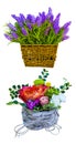 Basket with lavender. lavender flowers. Lavender isolated on wh Royalty Free Stock Photo