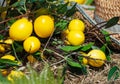A basket of lemons is on the ground Royalty Free Stock Photo