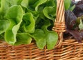 Basket with lettuce