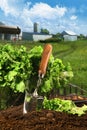 Basket of lettuce in garden Royalty Free Stock Photo