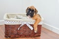 In the basket lies a pedigree, tinted brown puppy of a German boxer