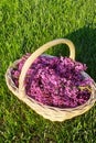 Basket with lilac freshly cut lilac.