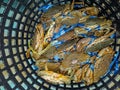 Basket of Live Mud Crabs Ã¢â¬â Fresh Catch from Sea Royalty Free Stock Photo