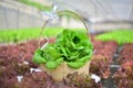 Basket of love. Clean hydroponic Butterhead lettuces, perfect veggie healthy meal