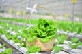 Basket of love. Clean hydroponic Butterhead lettuces, perfect veggie healthy meal