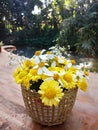 The basket is filled with fresh, yellow, white flowers with a blurred background Royalty Free Stock Photo