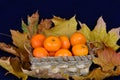 Basket of mandarins