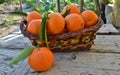 Basket of mandarins